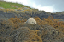 1 Seals in Dunvegan Isle of Skye  10